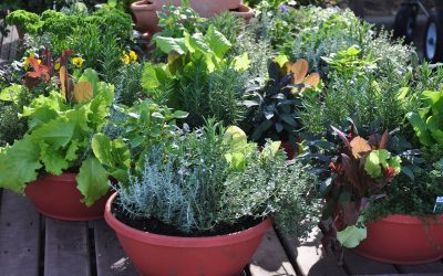 5 Best Plants for Your Patio