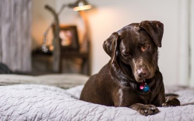 4 Home Improvement Projects for Pet Owners